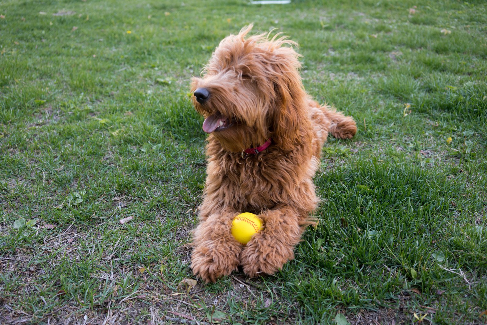 Golden Doodle in a Park